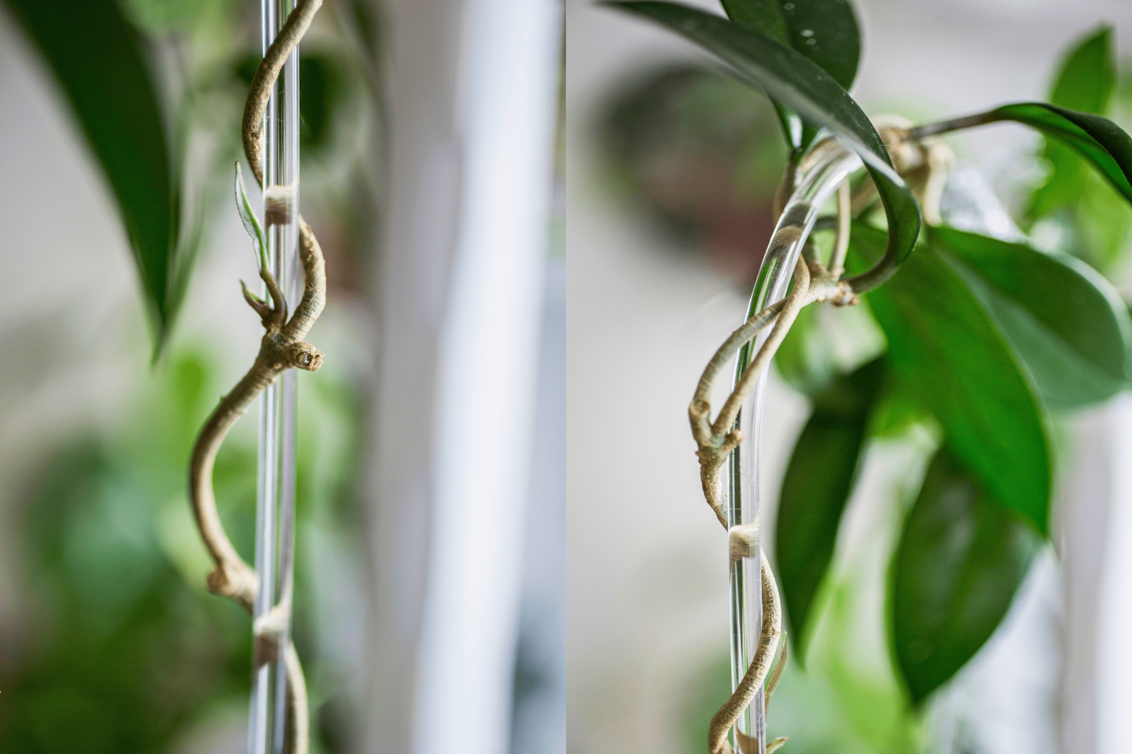 Anchors for Clear Arch Trellis / U-Shaped Plant Support