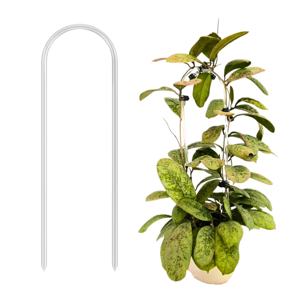 Clear Arch Trellis – Minimalistic U-Shaped Support for Climbing Plants and  Hoyas