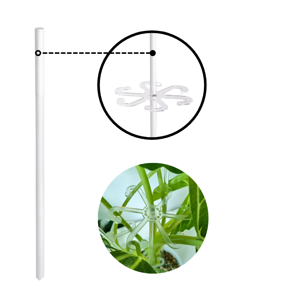 Transparent Acrylic Alocasia Hooks – Support for Droopy Leaves