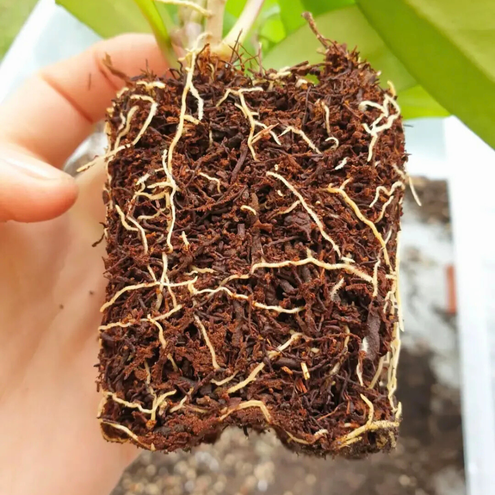 Tree Fern Fiber 8.5L