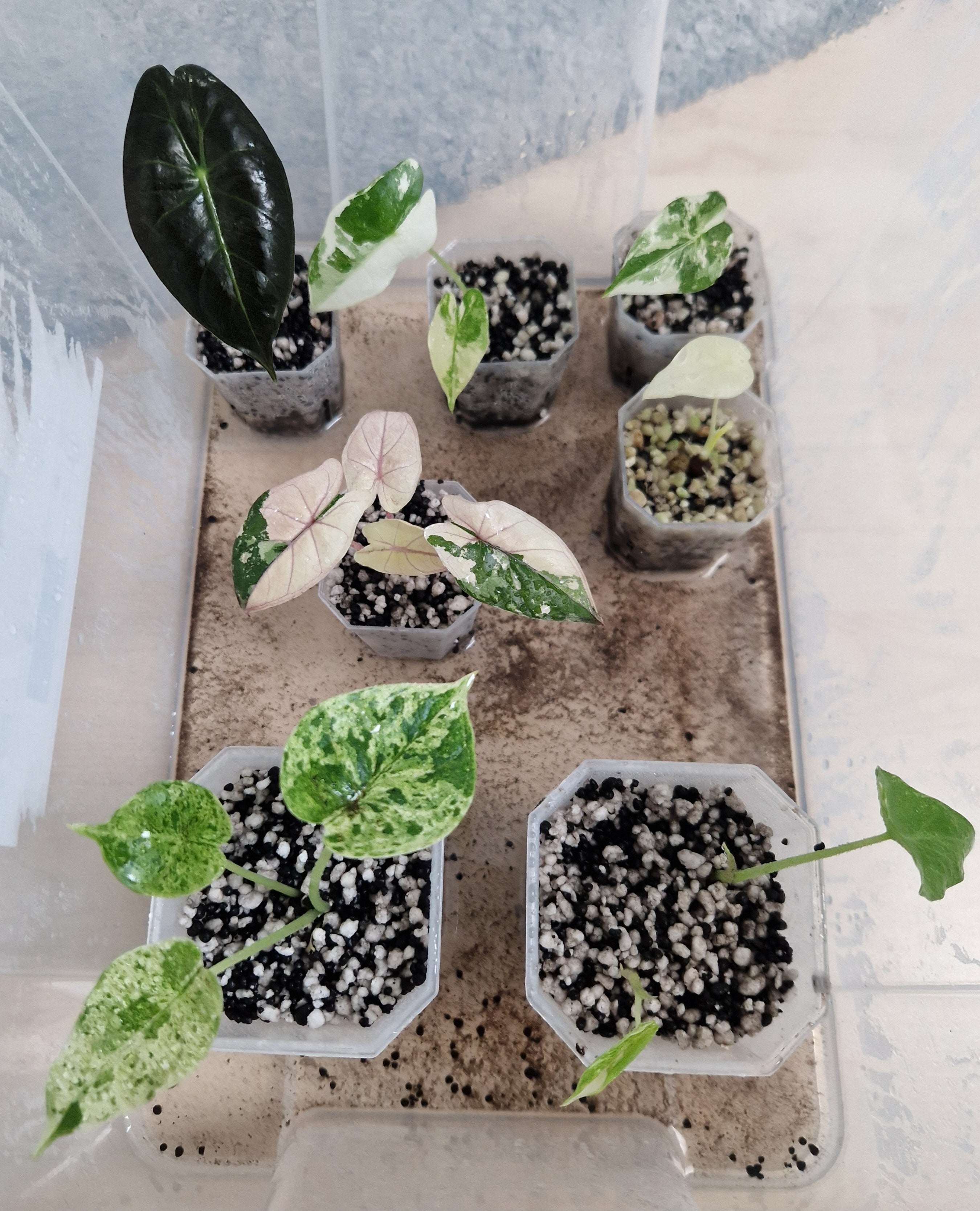 Fine Seeding Mix 8.5L