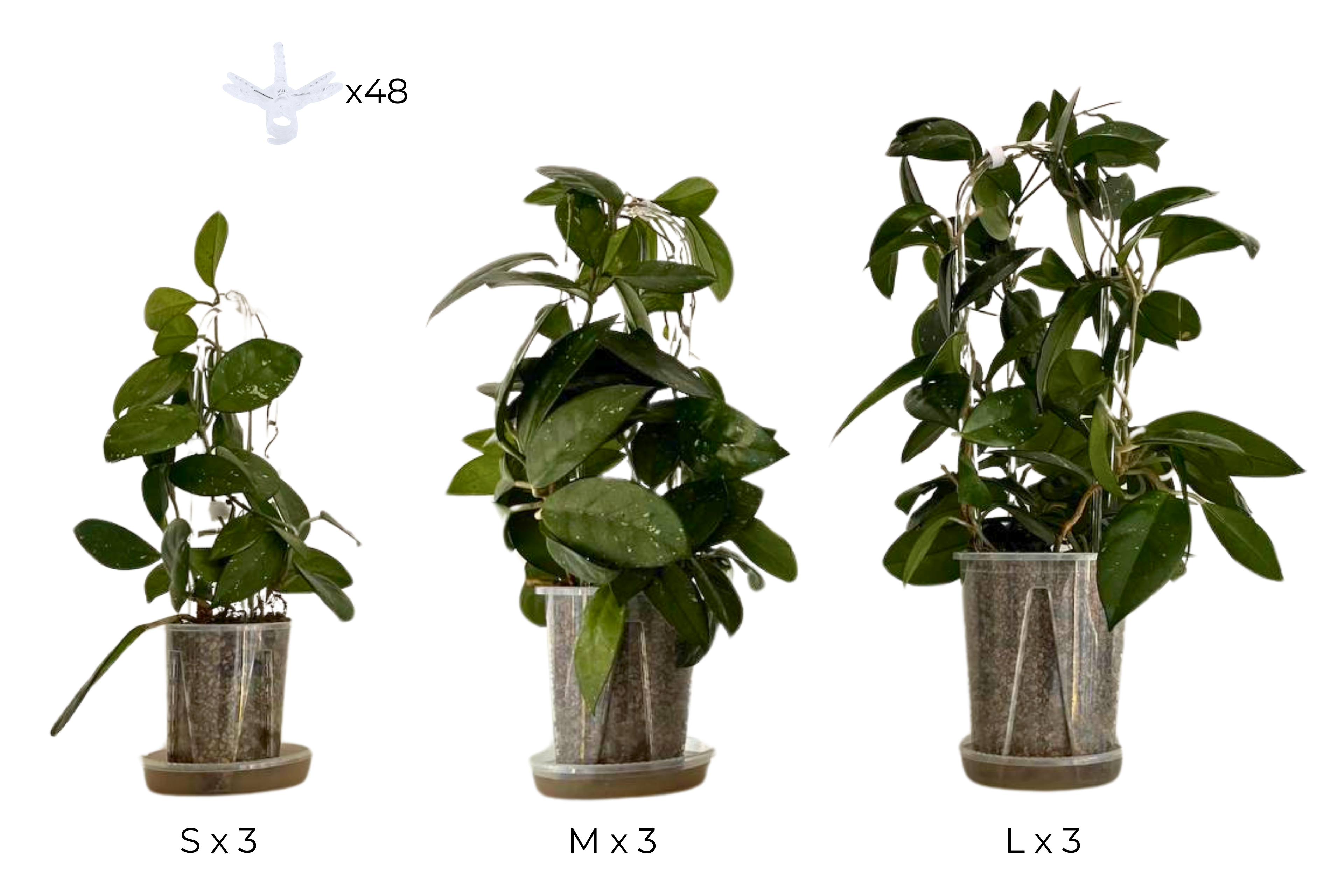 Clear Arch Trellis / U-Shaped Plant Support