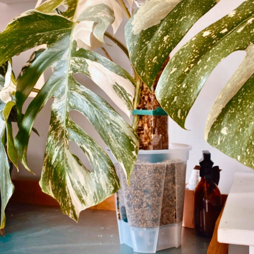 Anchor Set for Moss Poles with Self-Watering System [Classic]