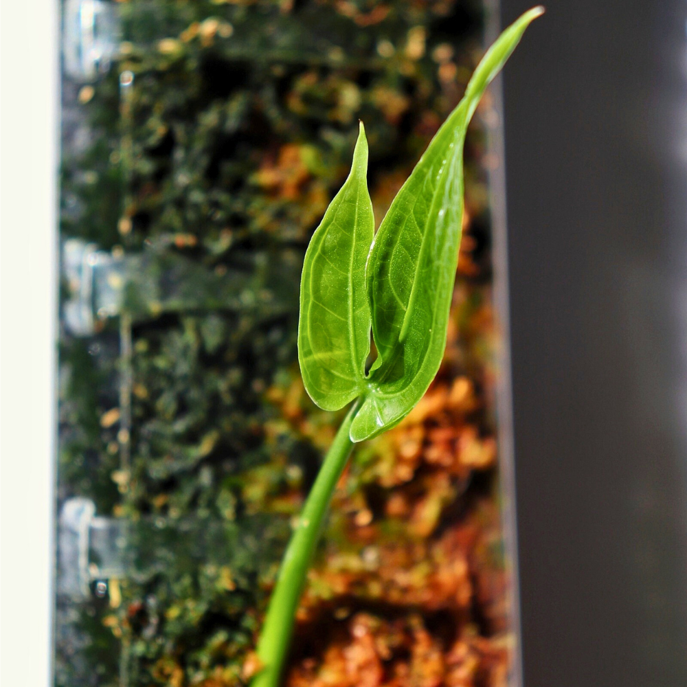 Front Opening Moss Poles