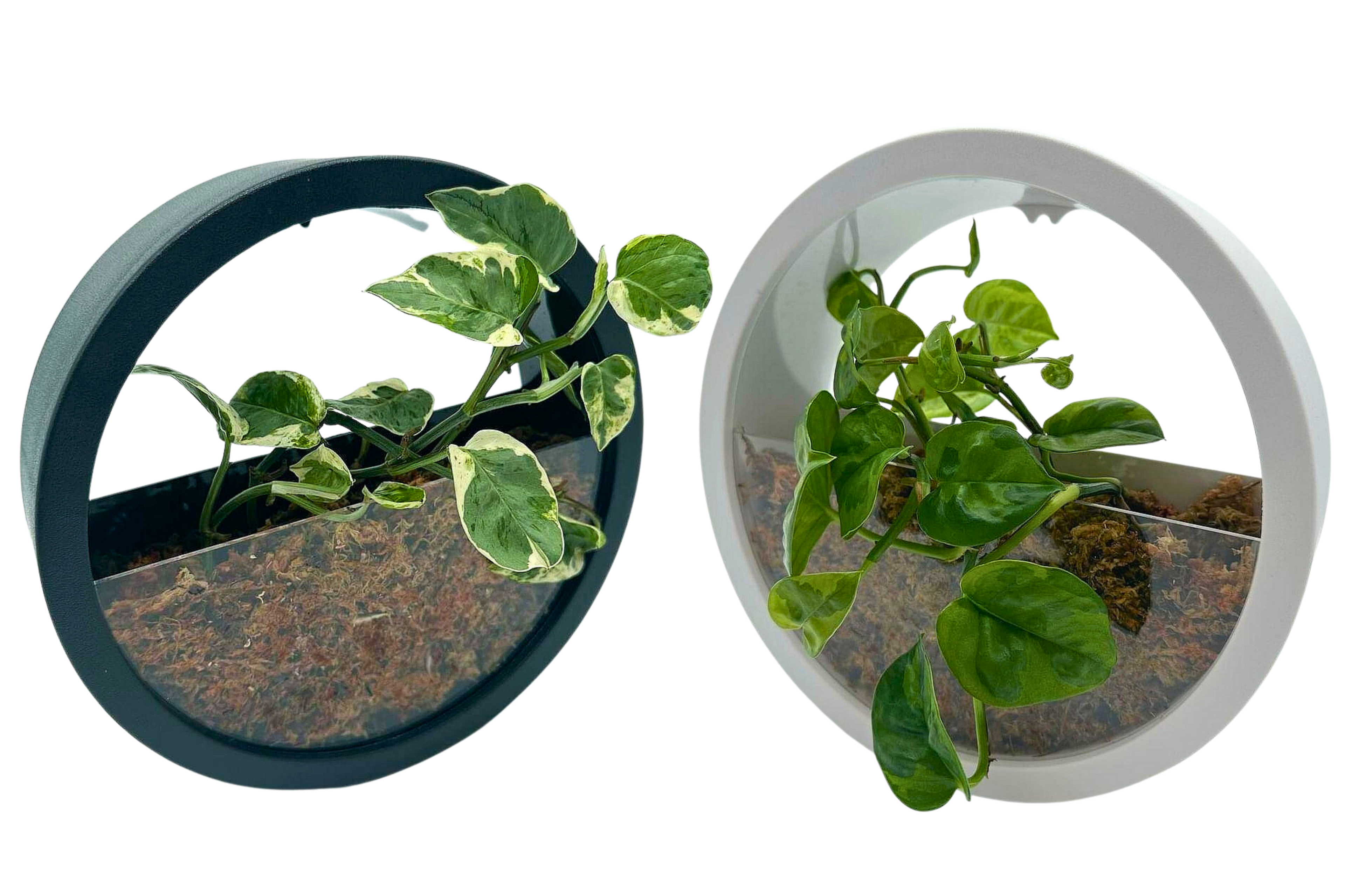 Hydroponic Wall Hanging Pot