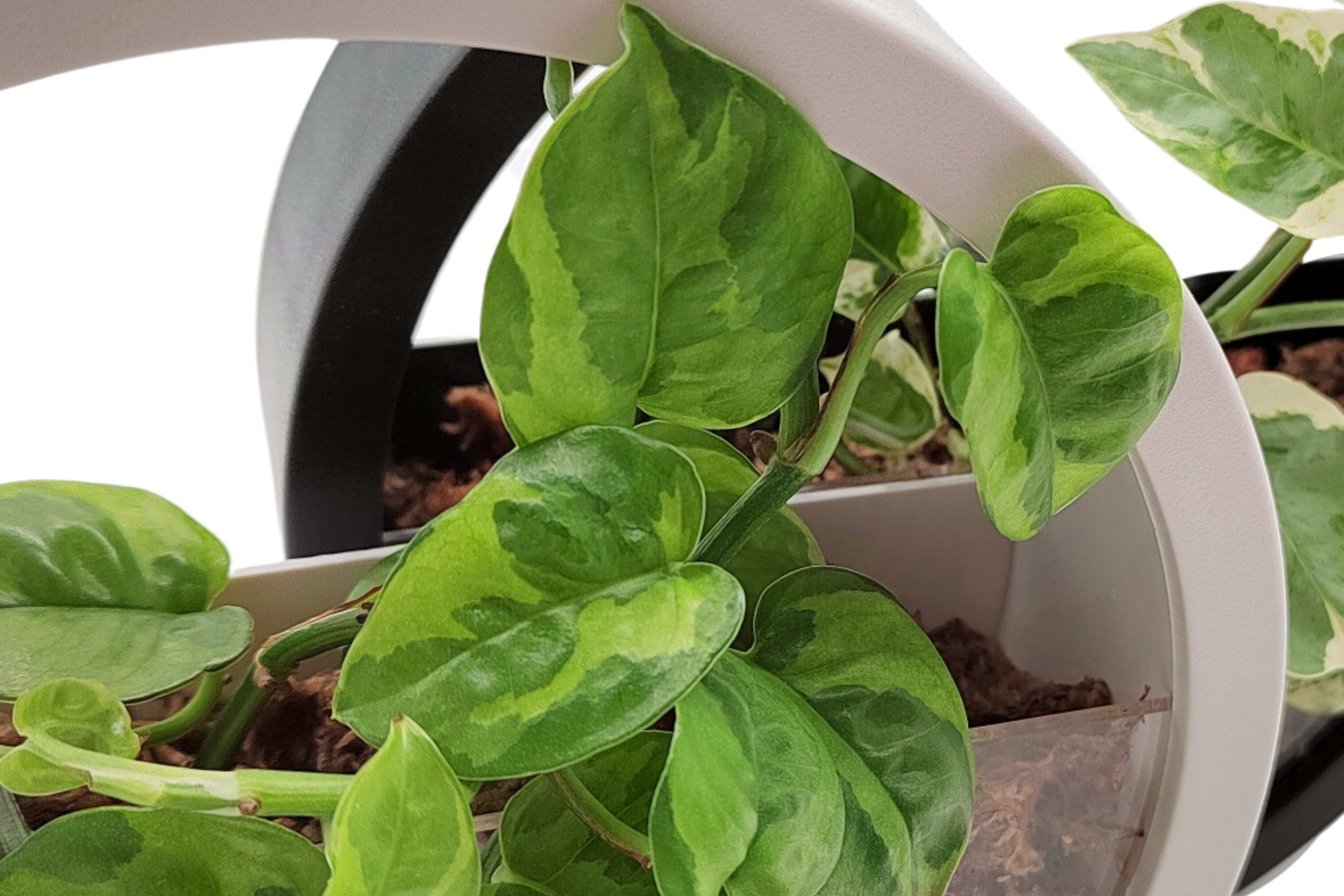 Hydroponic Wall Hanging Pot