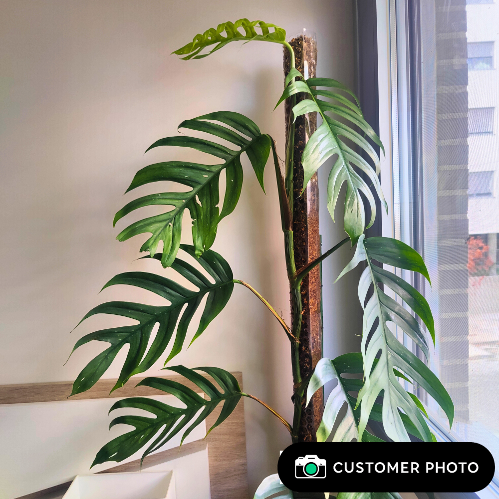 Moss Poles [Classic]