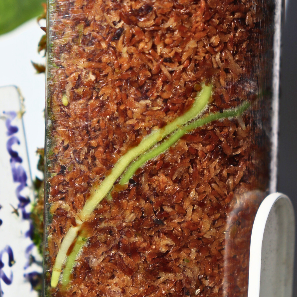 Front Opening Moss Poles