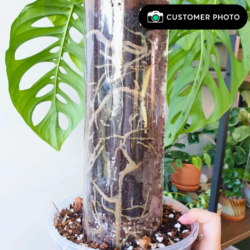 Moss Poles [Classic]