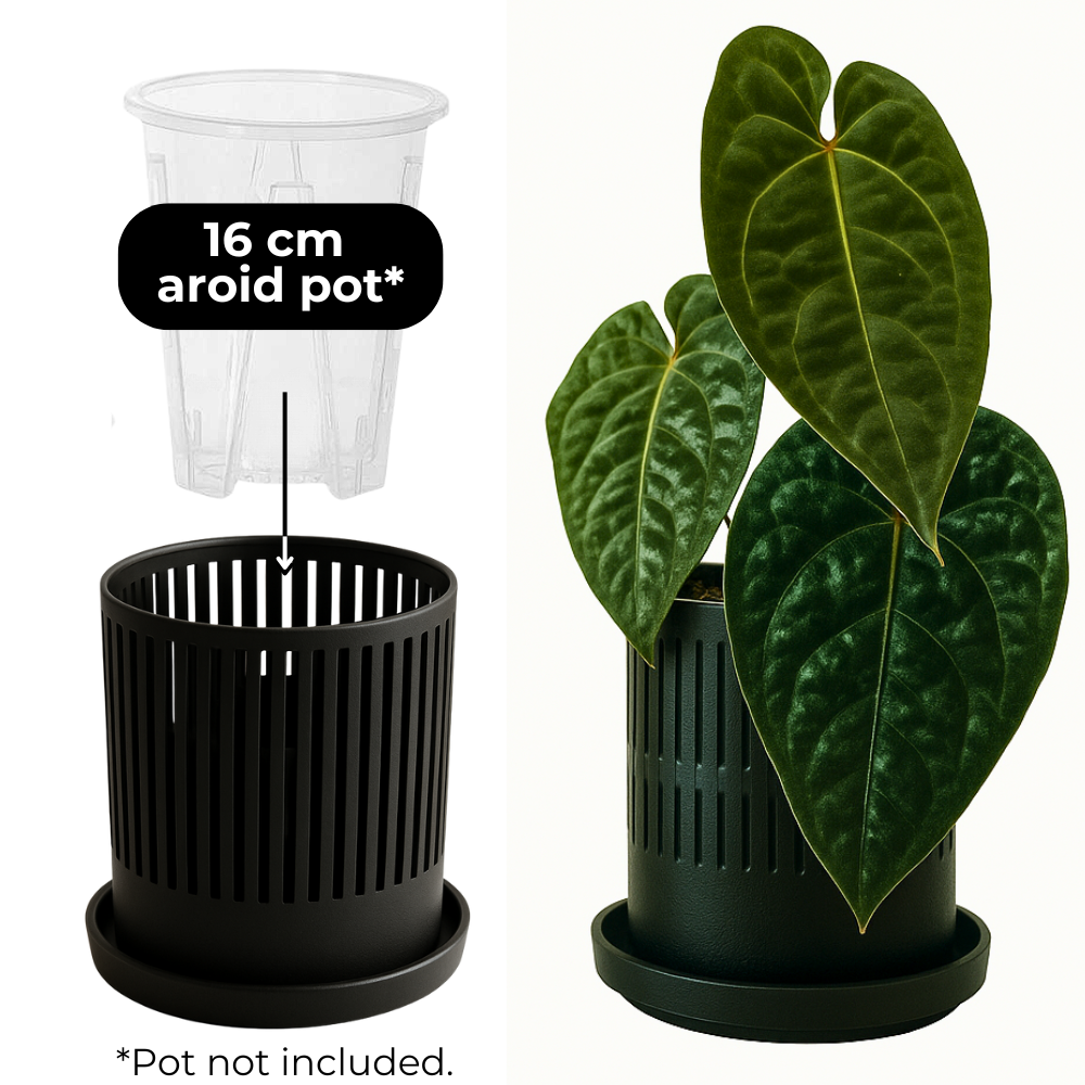 Ventilated Covers for Aroid Pots