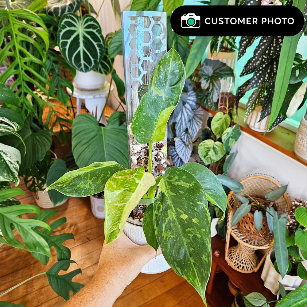 Moss Poles [Classic]