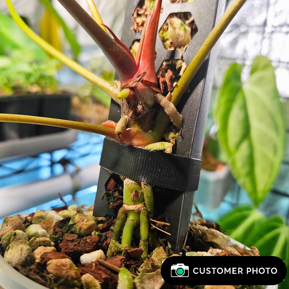 Moss Poles [Classic]