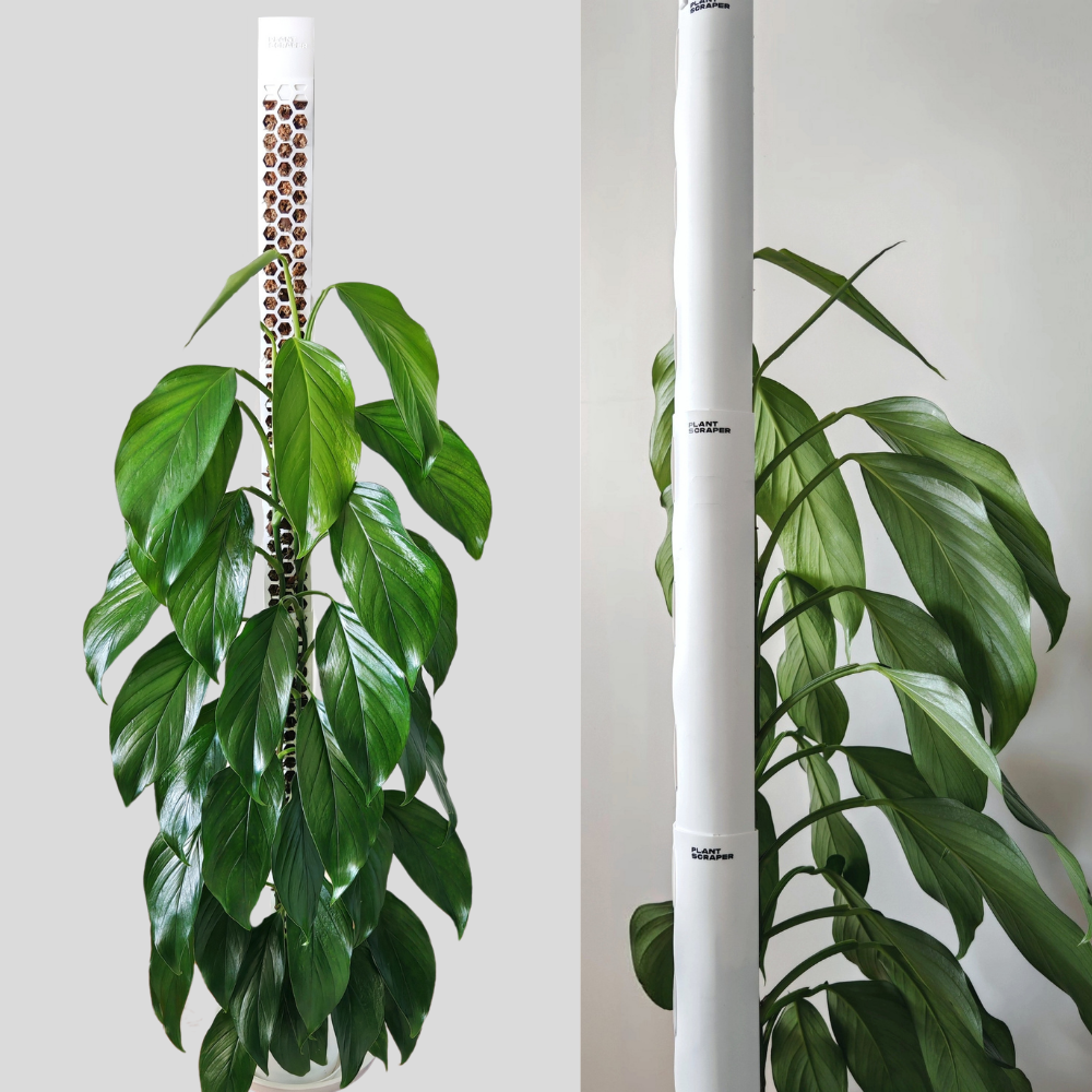 Moss Poles [Classic]