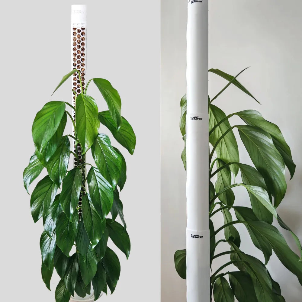 Two views of a green potted plant against a plain background