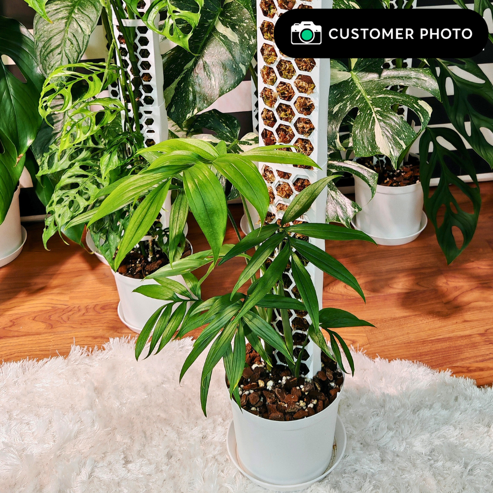 Moss Poles [Classic]