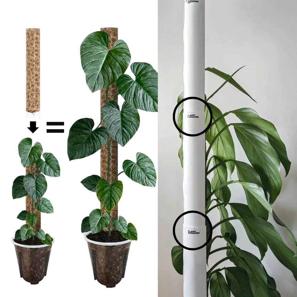 Potted plant comparison with a white cylindrical product labeled 'Greenhouse' on a light gray background.
