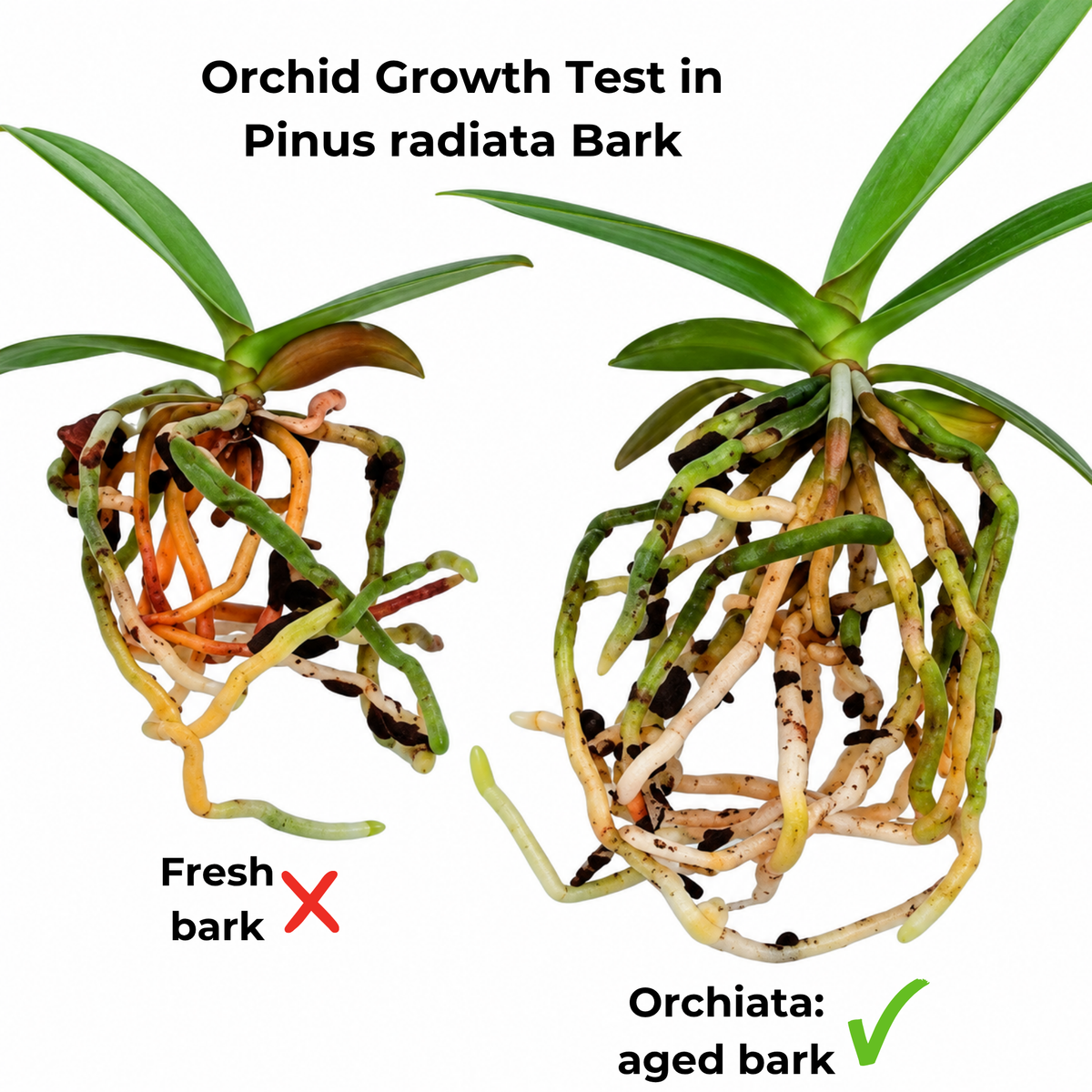 Orchiata-Rinde 12–18 mm 8,5 l
