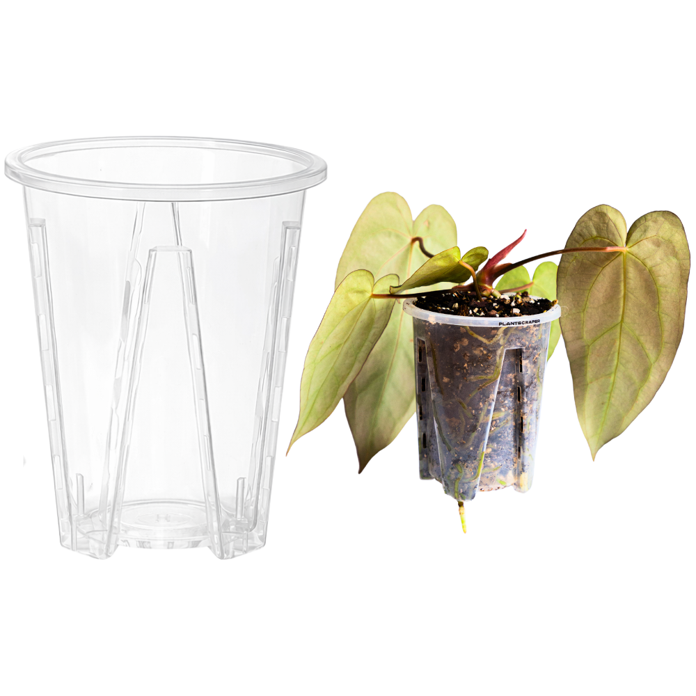 Aroid pots