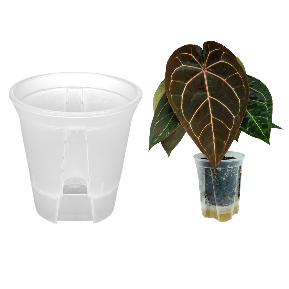 Self-Watering Aroid Pots