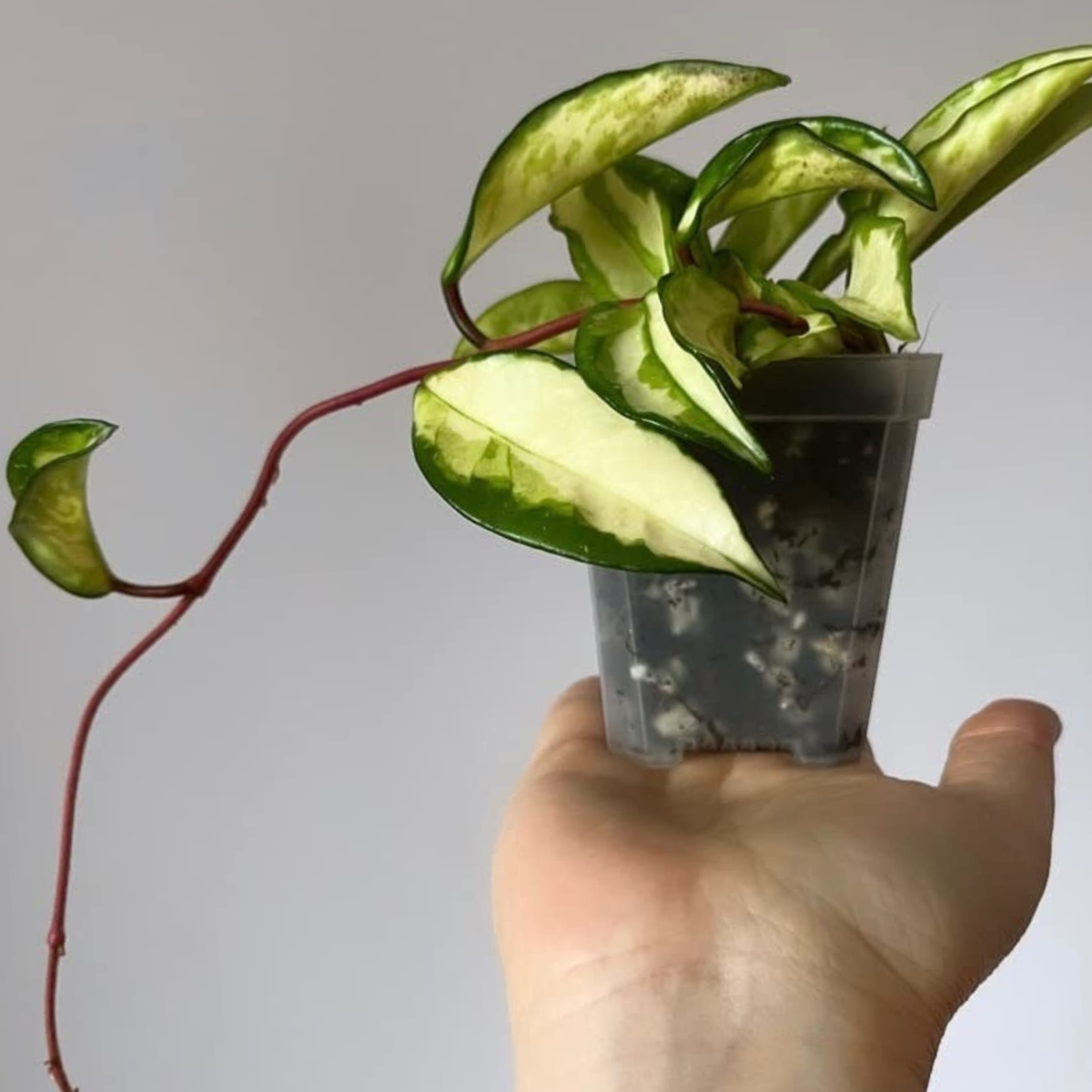 Hoya mix 8.5 L