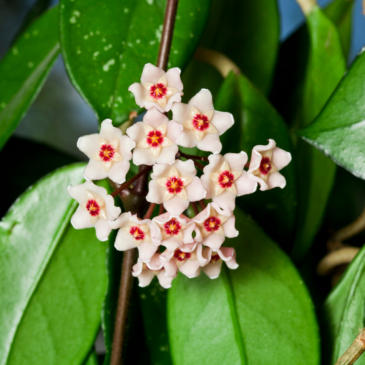 Hoya mix 8.5 L
