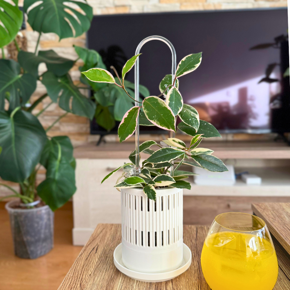 Ventilated Covers for Aroid Pots