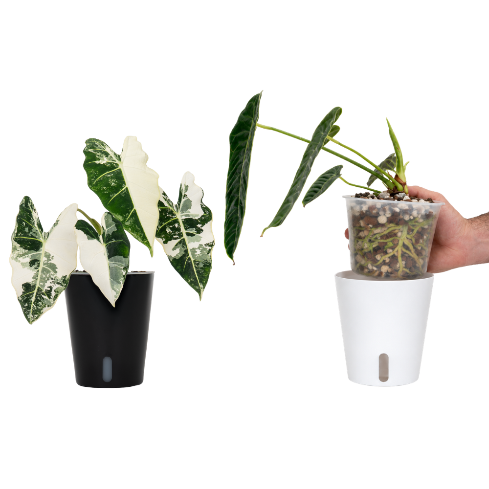 Self-watering pots with clear inserts
