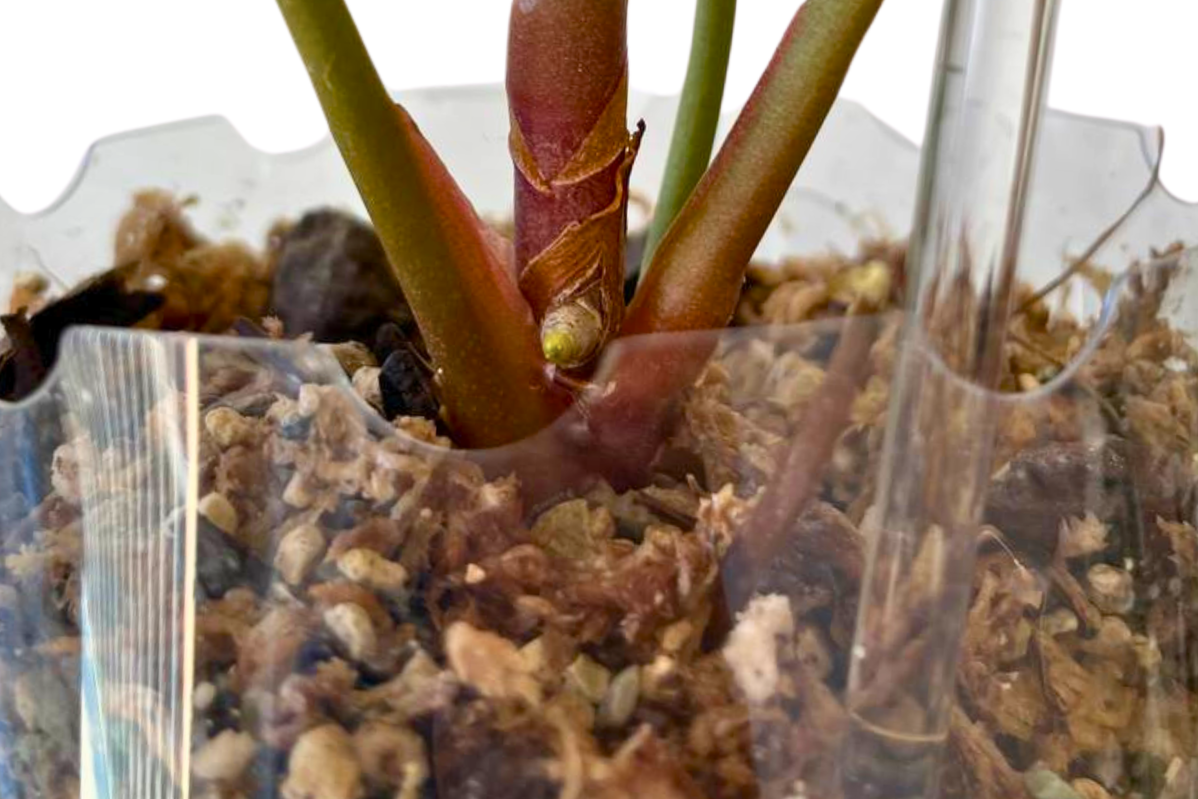 Pot Extenders for Anthuriums