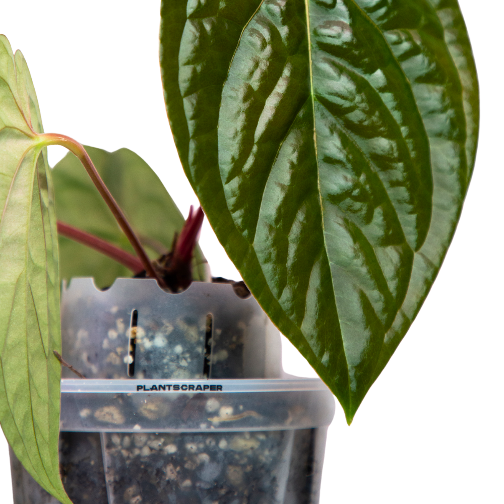 Pot Extenders for Anthuriums