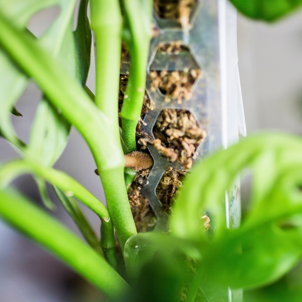 Moss Poles [Classic]