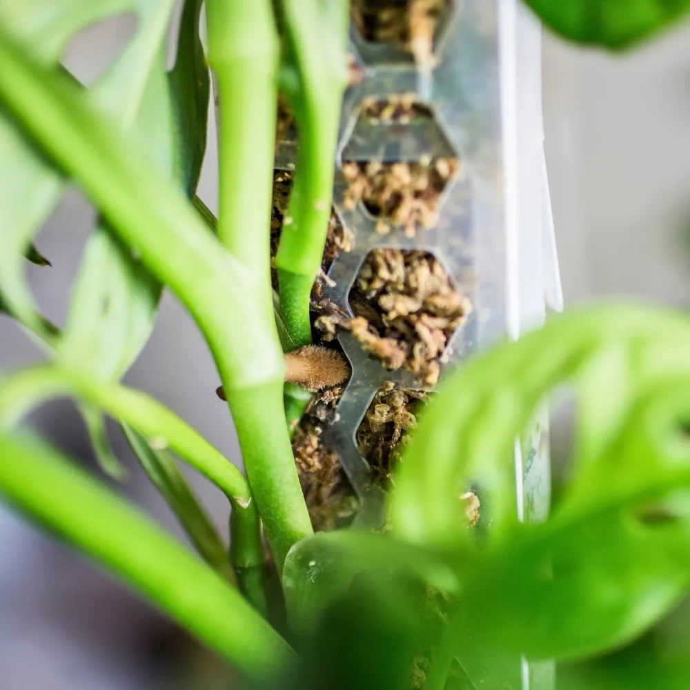 Close-up of a plant with a transparent pot containing soil.