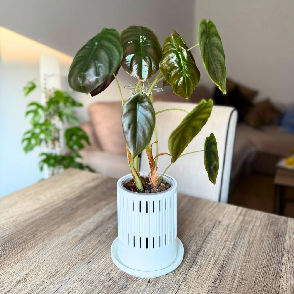 Ventilated Covers for Aroid Pots