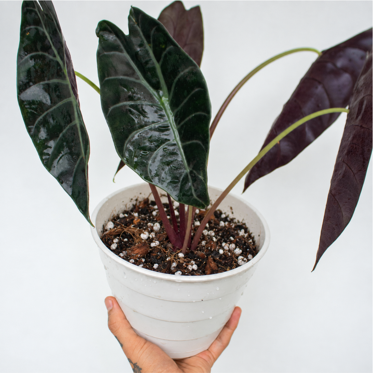 Alocasia mix 8.5 L