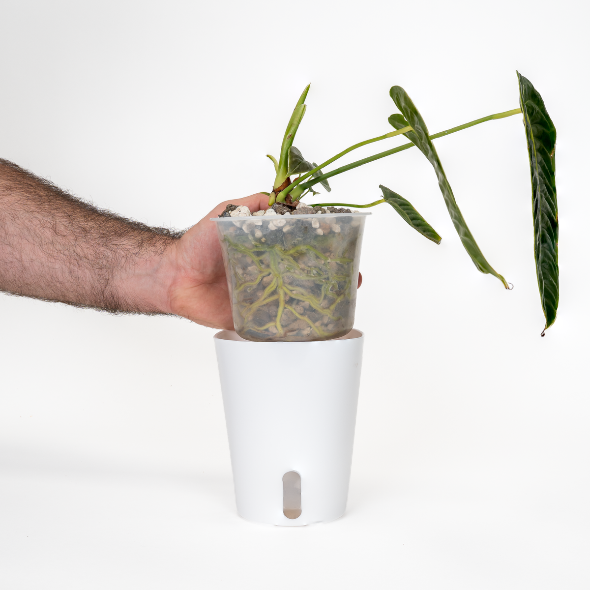 Anthurium mix 8.5 L