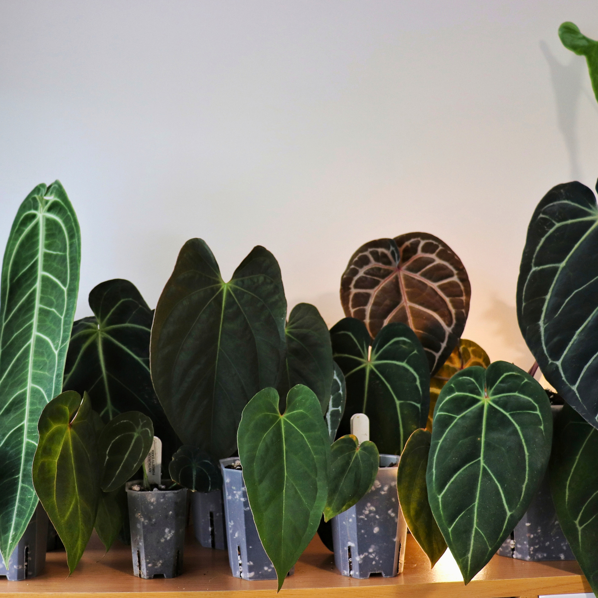 Anthurium mix 8.5 L