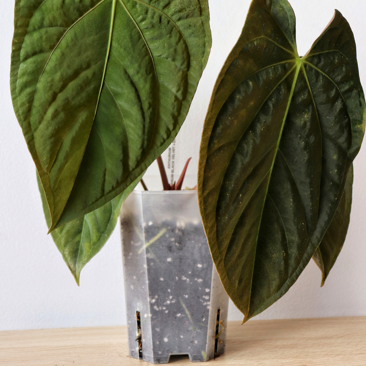 Anthurium mix 8.5 L