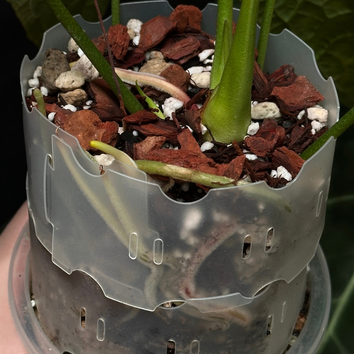 Anthurium mix 8.5 L