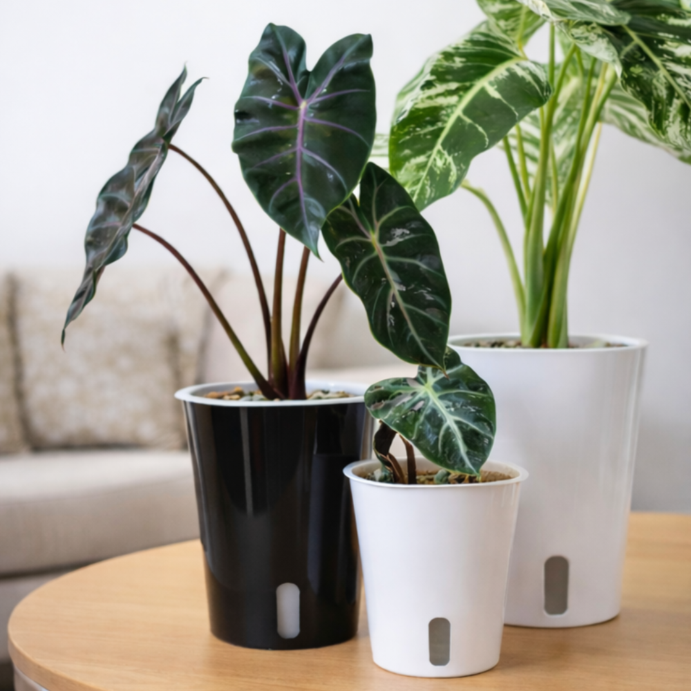 Self-watering Pots with Clear Inserts