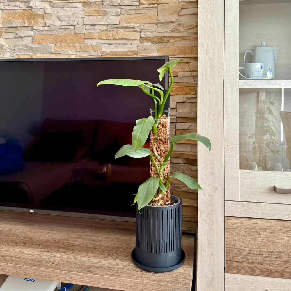 Ventilated Covers for Aroid Pots