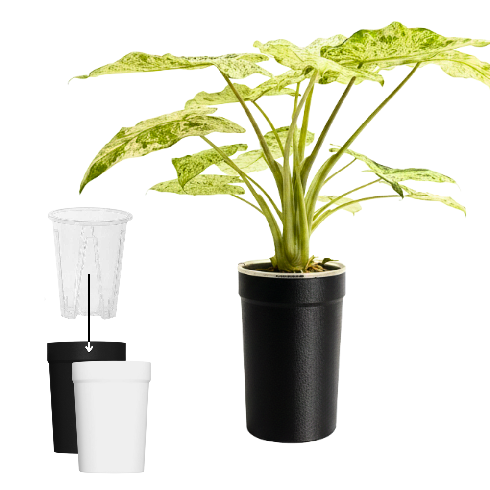 Sealed Covers for Aroid Pots [Self-Watering System]
