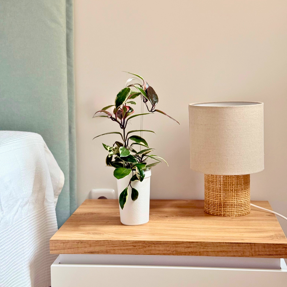 indoor plant covers Pot Cover for Aroid Pots – Prevent Root Spiraling with Superior Airflow