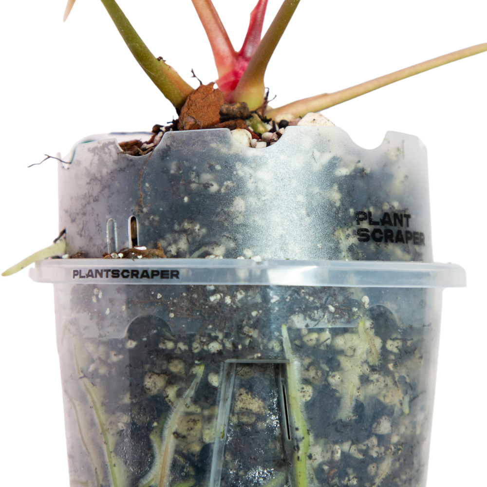 Pot Extenders for Anthuriums