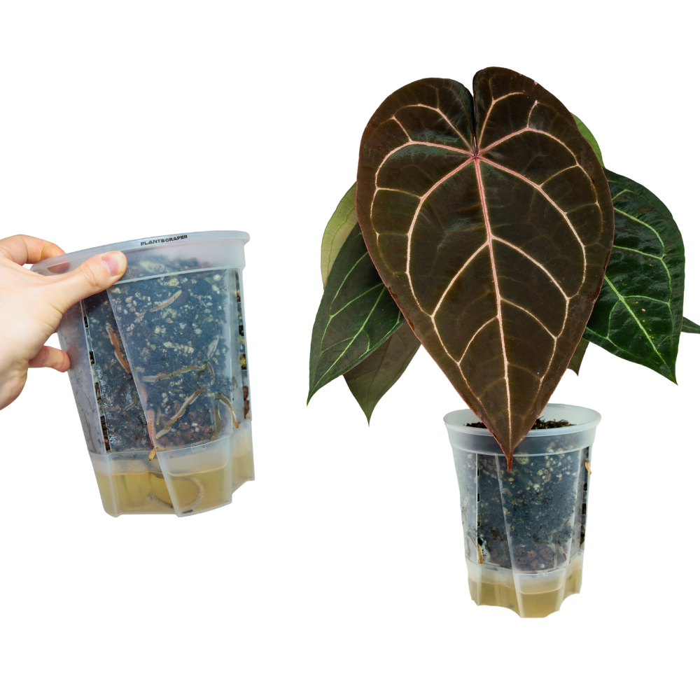 Self-Watering Aroid Pots