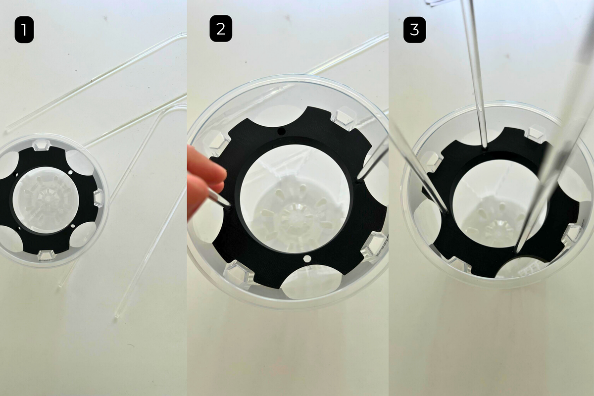 Arch Trellis Anchor Set