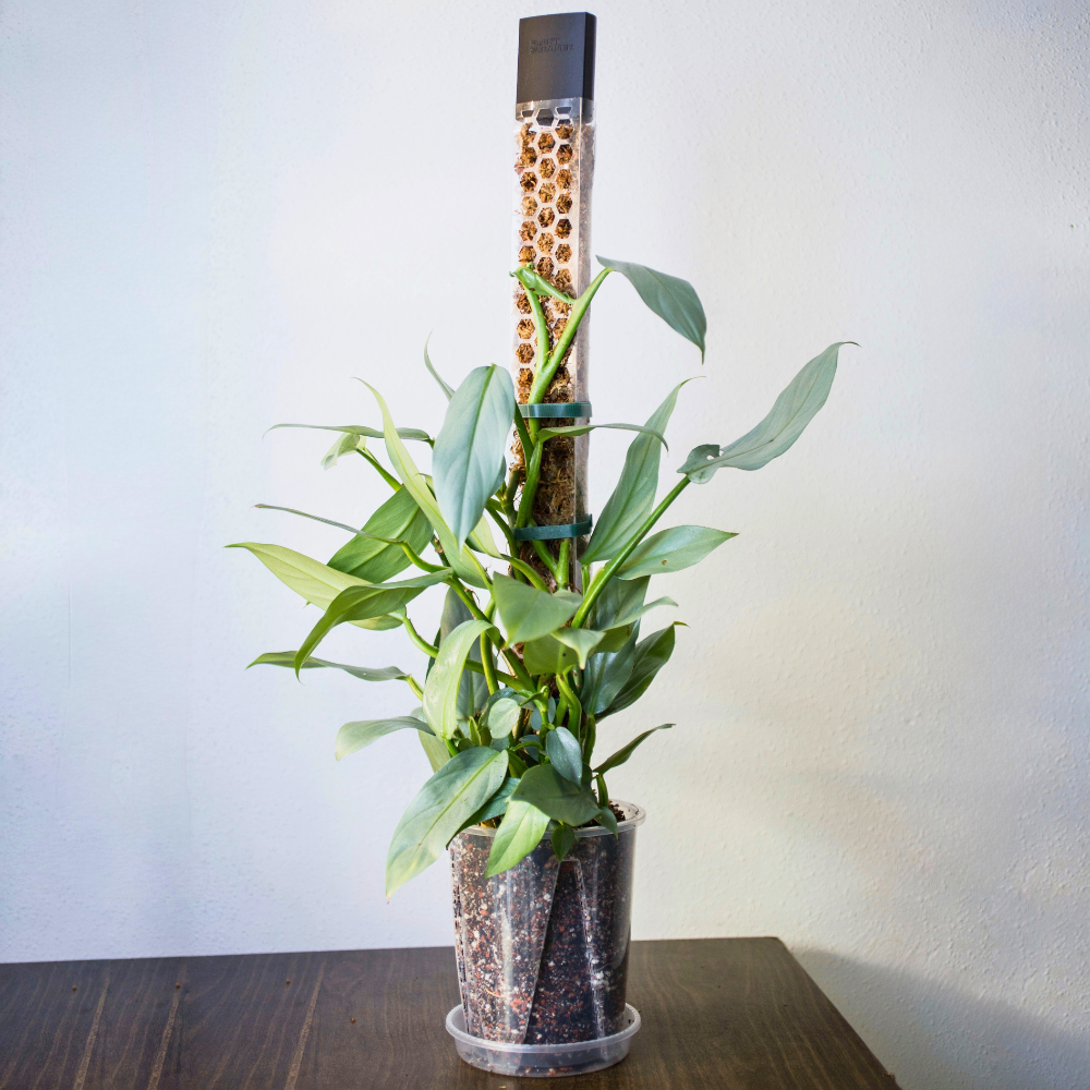 Moss Poles [Classic]