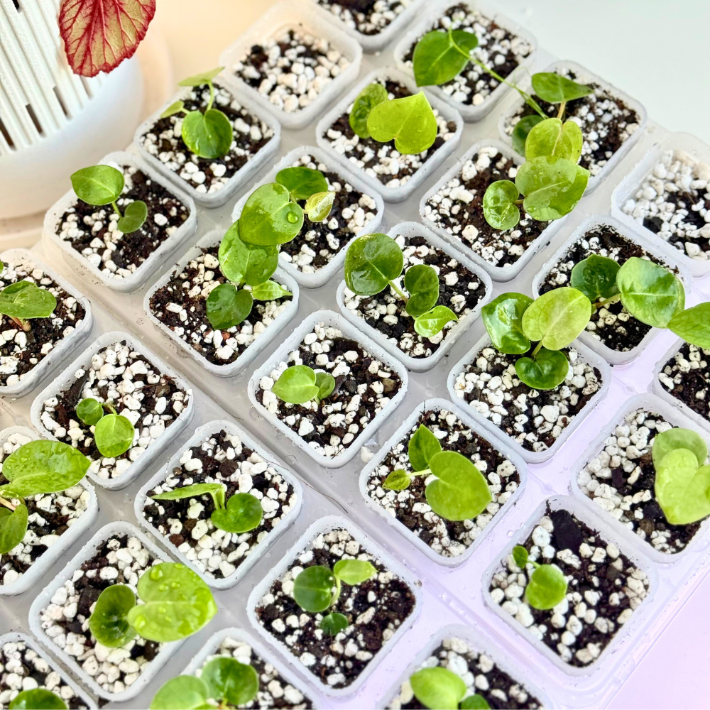 plastic trays for under plants Seed Starter Tray / Propagation Box – Adjustable Humidity Control for Effective Plant Propagation