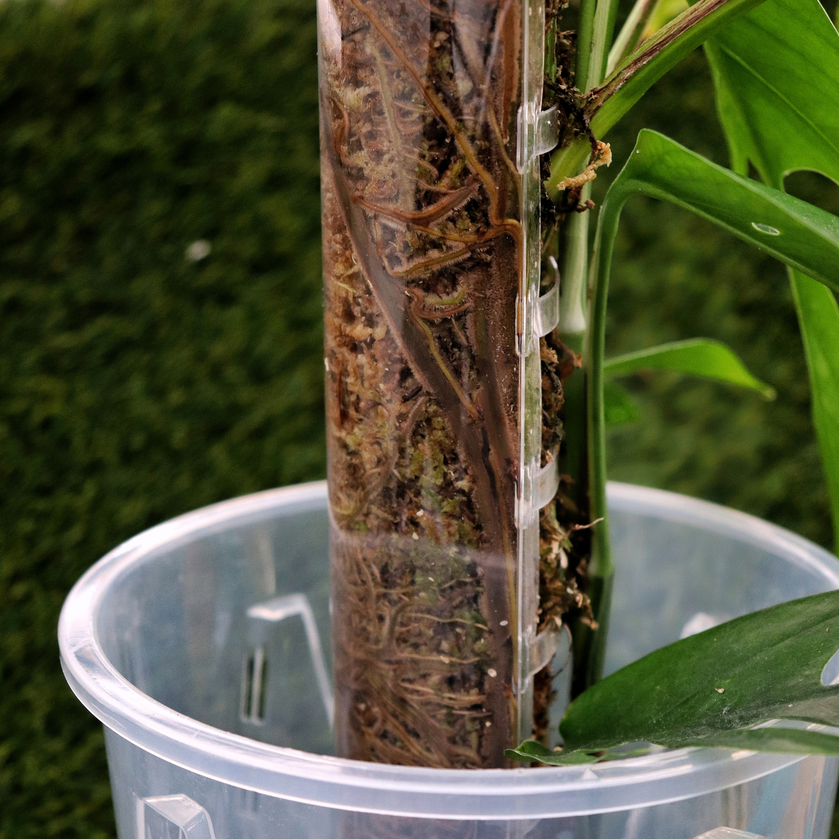 Musgo sphagnum, fibra larga de primera calidad, 300 g
