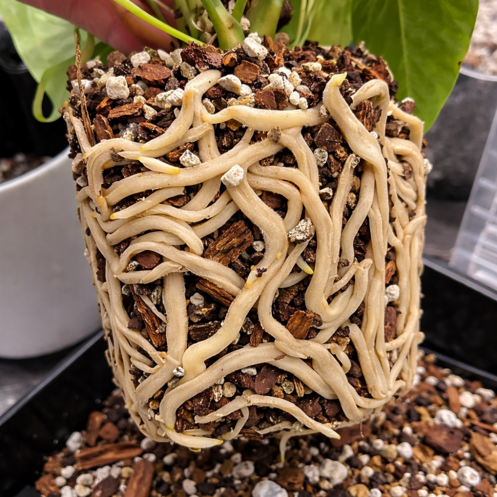 Mycorrhiza Premium 100 g