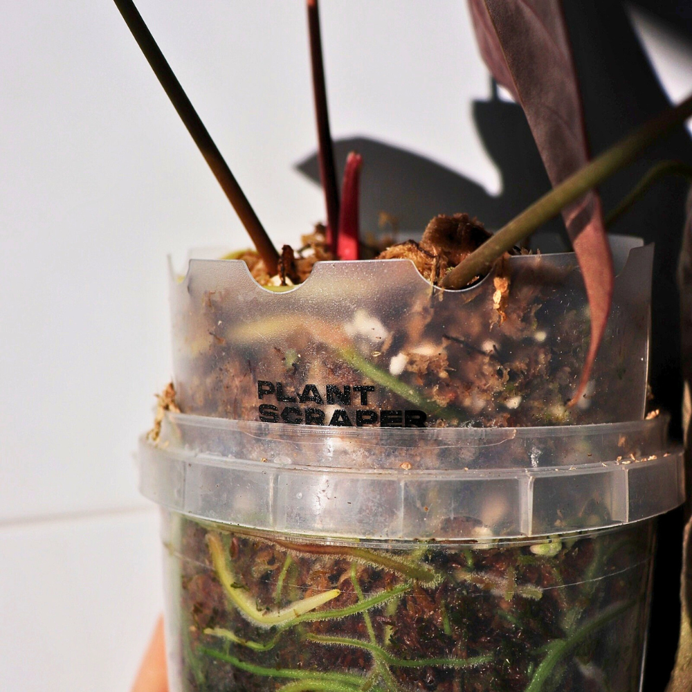 Pot Extenders for Anthuriums