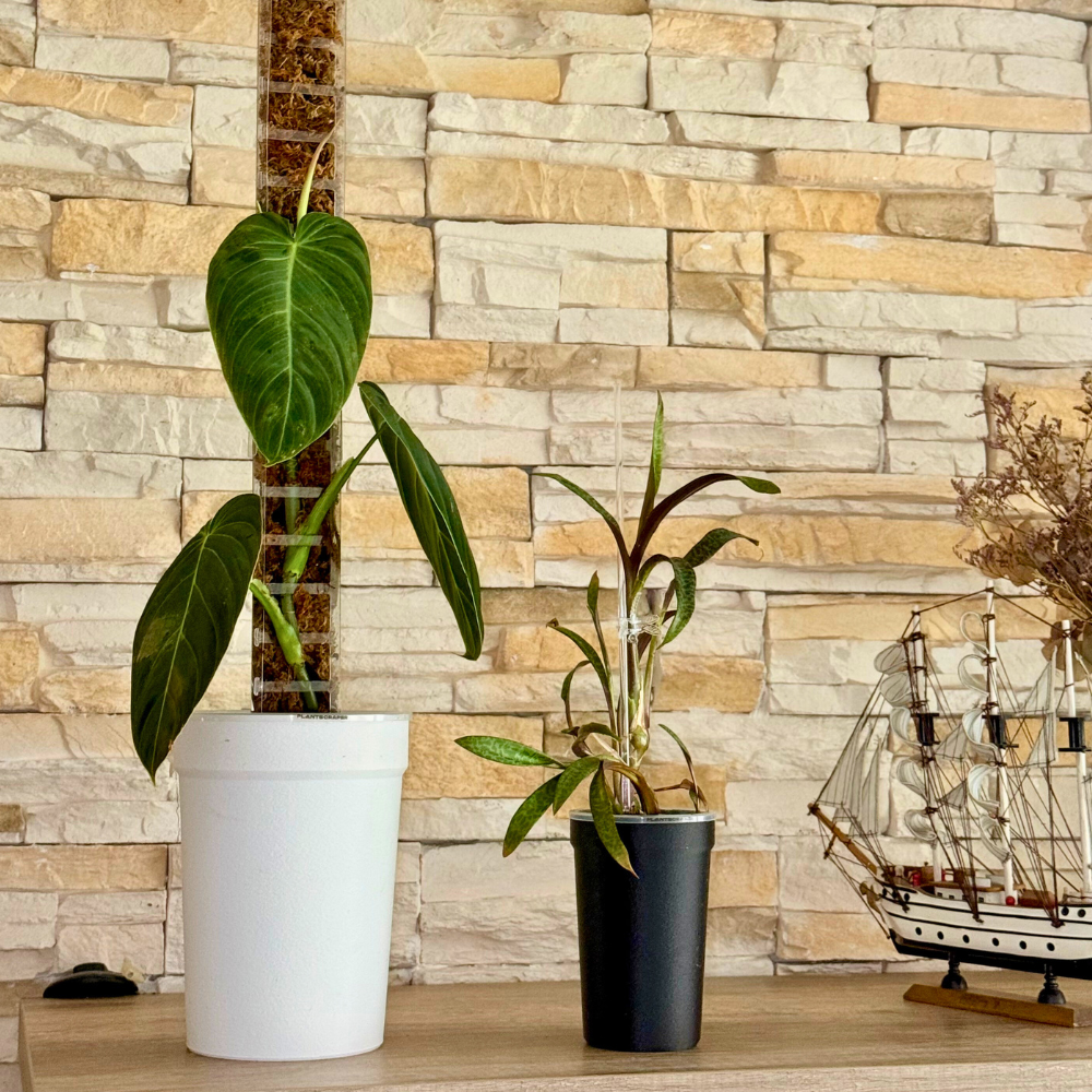 Sealed Covers for Aroid Pots [Self-Watering System]